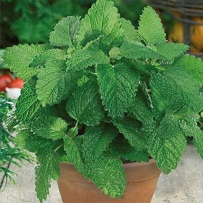 Melissa, Balm Mint - www.Greenie.ae Buy online Best and Healthy Plants and quality products guarantee in Dubai Plants Shop in Dubai Abu Dhabi all over UAE Plants near me Fresh Plants in Dubai where to buy plants in UAE - Greenie.ae