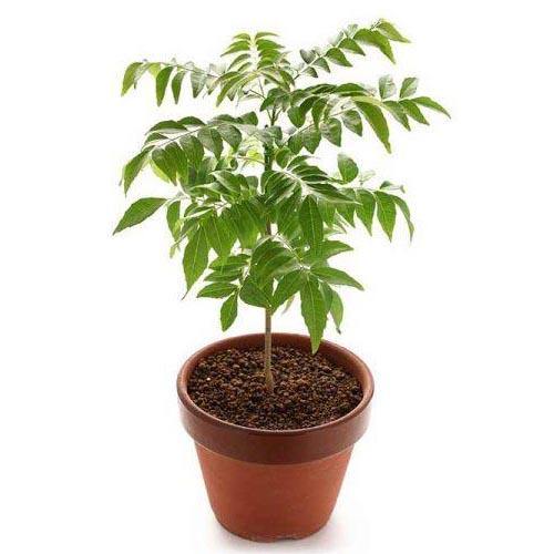 Curry Leaves, Kadi Patta - www.Greenie.ae Buy online Best and Healthy Plants and quality products guarantee in Dubai Plants Shop in Dubai Abu Dhabi all over UAE Plants near me Fresh Plants in Dubai where to buy plants in UAE - Greenie.ae