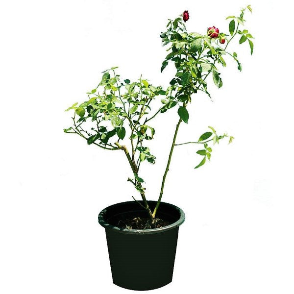 Rose Plant Outdoor - www.Greenie.ae Buy online Best and Healthy Plants and quality products guarantee in Dubai Plants Shop in Dubai Abu Dhabi all over UAE Plants near me Fresh Plants in Dubai where to buy plants in UAE - Greenie.ae