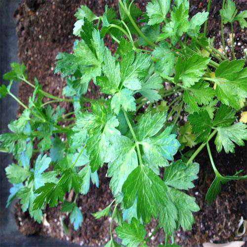 Parsley Plant - www.Greenie.ae Buy online Best and Healthy Plants and quality products guarantee in Dubai Plants Shop in Dubai Abu Dhabi all over UAE Plants near me Fresh Plants in Dubai where to buy plants in UAE - Greenie.ae