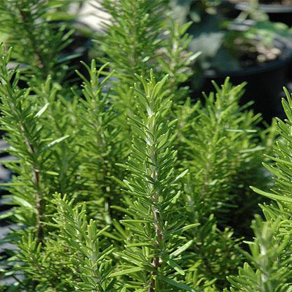 Rosmarinus Officialis, Rosemary Herb Outdoor - www.Greenie.ae Buy online Best and Healthy Plants and quality products guarantee in Dubai Plants Shop in Dubai Abu Dhabi all over UAE Plants near me Fresh Plants in Dubai where to buy plants in UAE - Greenie.ae