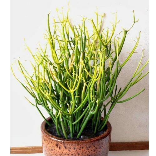 Euphorbia Tirucalli, Pencil Cactus - www.Greenie.ae Buy online Best and Healthy Plants and quality products guarantee in Dubai Plants Shop in Dubai Abu Dhabi all over UAE Plants near me Fresh Plants in Dubai where to buy plants in UAE - Greenie.ae