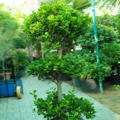 Ficus Diversifolia Three Heads - www.Greenie.ae Buy online Best and Healthy Plants and quality products guarantee in Dubai Plants Shop in Dubai Abu Dhabi all over UAE Plants near me Fresh Plants in Dubai where to buy plants in UAE - Greenie.ae