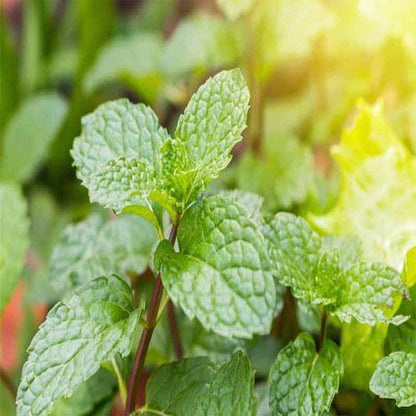 Mint Plant, Mentha - www.Greenie.ae Buy online Best and Healthy Plants and quality products guarantee in Dubai Plants Shop in Dubai Abu Dhabi all over UAE Plants near me Fresh Plants in Dubai where to buy plants in UAE - Greenie.ae