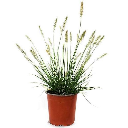 Pennisetum alopecuroides, Chinese fountain grass - www.Greenie.ae Buy online Best and Healthy Plants and quality products guarantee in Dubai Plants Shop in Dubai Abu Dhabi all over UAE Plants near me Fresh Plants in Dubai where to buy plants in UAE - Greenie.ae