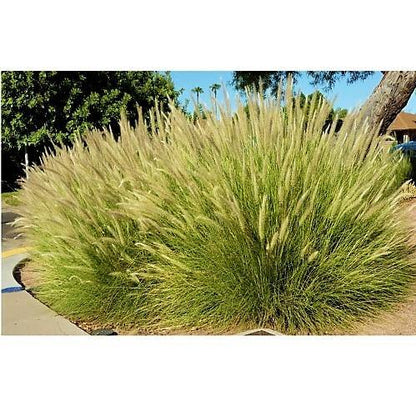 Pennisetum Setaceum, African Fountain Grass, Tender Fountain Grass - www.Greenie.ae Buy online Best and Healthy Plants and quality products guarantee in Dubai Plants Shop in Dubai Abu Dhabi all over UAE Plants near me Fresh Plants in Dubai where to buy plants in UAE - Greenie.ae