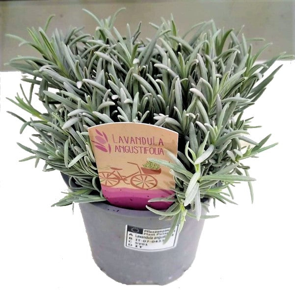 Lavender Herb, Lavandula Dentata - www.Greenie.ae Buy online Best and Healthy Plants and quality products guarantee in Dubai Plants Shop in Dubai Abu Dhabi all over UAE Plants near me Fresh Plants in Dubai where to buy plants in UAE - Greenie.ae