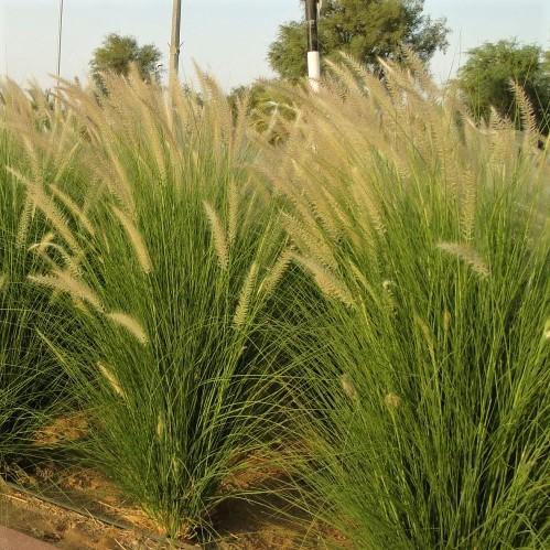 Pennisetum Setaceum, African Fountain Grass, Tender Fountain Grass - www.Greenie.ae Buy online Best and Healthy Plants and quality products guarantee in Dubai Plants Shop in Dubai Abu Dhabi all over UAE Plants near me Fresh Plants in Dubai where to buy plants in UAE - Greenie.ae