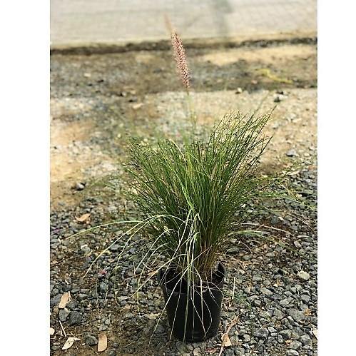 Pennisetum Setaceum, African Fountain Grass, Tender Fountain Grass - www.Greenie.ae Buy online Best and Healthy Plants and quality products guarantee in Dubai Plants Shop in Dubai Abu Dhabi all over UAE Plants near me Fresh Plants in Dubai where to buy plants in UAE - Greenie.ae