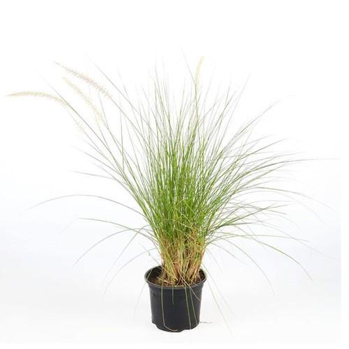 Pennisetum Setaceum, African Fountain Grass, Tender Fountain Grass - www.Greenie.ae Buy online Best and Healthy Plants and quality products guarantee in Dubai Plants Shop in Dubai Abu Dhabi all over UAE Plants near me Fresh Plants in Dubai where to buy plants in UAE - Greenie.ae