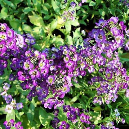 Alyssum, Alisons (small) - www.Greenie.ae Buy online Best and Healthy Plants and quality products guarantee in Dubai Plants Shop in Dubai Abu Dhabi all over UAE Plants near me Fresh Plants in Dubai where to buy plants in UAE - Greenie.ae