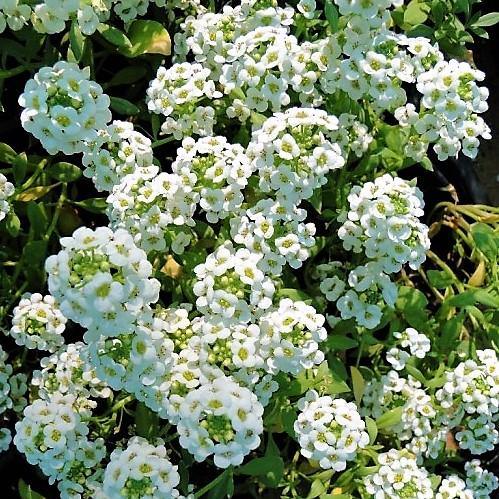 Alyssum, Alisons (small) - www.Greenie.ae Buy online Best and Healthy Plants and quality products guarantee in Dubai Plants Shop in Dubai Abu Dhabi all over UAE Plants near me Fresh Plants in Dubai where to buy plants in UAE - Greenie.ae