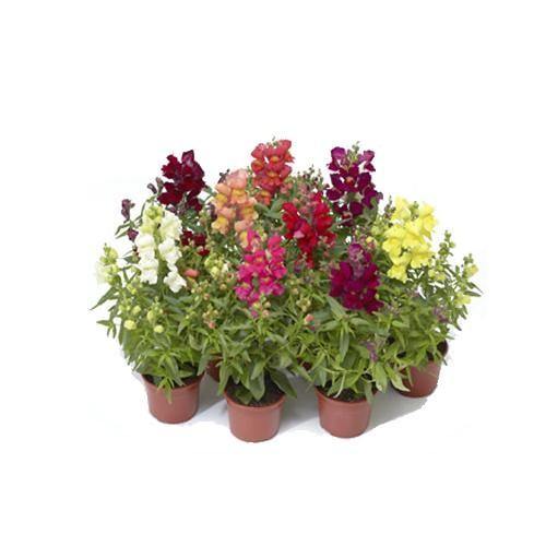 Antirrhium Majus, Snapdragon, Antirrhinum (small) - www.Greenie.ae Buy online Best and Healthy Plants and quality products guarantee in Dubai Plants Shop in Dubai Abu Dhabi all over UAE Plants near me Fresh Plants in Dubai where to buy plants in UAE - Greenie.ae