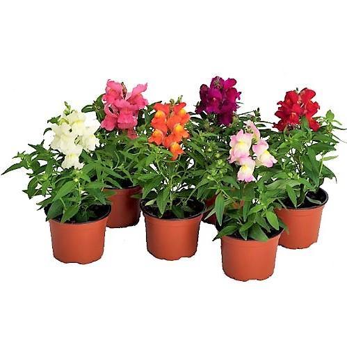 Antirrhium Majus, Snapdragon, Antirrhinum (small) - www.Greenie.ae Buy online Best and Healthy Plants and quality products guarantee in Dubai Plants Shop in Dubai Abu Dhabi all over UAE Plants near me Fresh Plants in Dubai where to buy plants in UAE - Greenie.ae