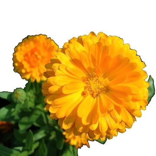 Calendula Officinalis, English Marigold (small) - www.Greenie.ae Buy online Best and Healthy Plants and quality products guarantee in Dubai Plants Shop in Dubai Abu Dhabi all over UAE Plants near me Fresh Plants in Dubai where to buy plants in UAE - Greenie.ae