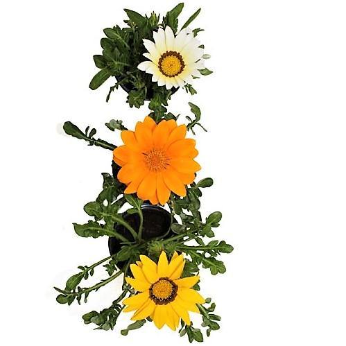 Gazania Flowering Plants - www.Greenie.ae Buy online Best and Healthy Plants and quality products guarantee in Dubai Plants Shop in Dubai Abu Dhabi all over UAE Plants near me Fresh Plants in Dubai where to buy plants in UAE - Greenie.ae