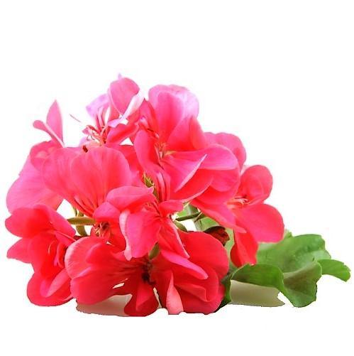 Geranium, Crane’s-Bill - www.Greenie.ae Buy online Best and Healthy Plants and quality products guarantee in Dubai Plants Shop in Dubai Abu Dhabi all over UAE Plants near me Fresh Plants in Dubai where to buy plants in UAE - Greenie.ae