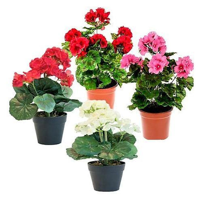 Geranium, Crane’s-Bill - www.Greenie.ae Buy online Best and Healthy Plants and quality products guarantee in Dubai Plants Shop in Dubai Abu Dhabi all over UAE Plants near me Fresh Plants in Dubai where to buy plants in UAE - Greenie.ae