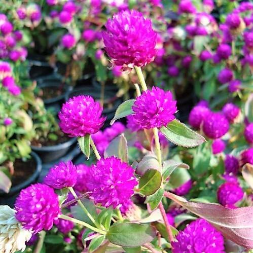 Gompherena Flowers (small) - www.Greenie.ae Buy online Best and Healthy Plants and quality products guarantee in Dubai Plants Shop in Dubai Abu Dhabi all over UAE Plants near me Fresh Plants in Dubai where to buy plants in UAE - Greenie.ae