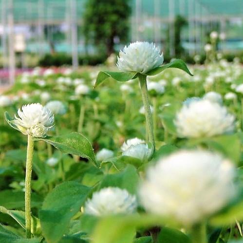 Gompherena Flowers (small) - www.Greenie.ae Buy online Best and Healthy Plants and quality products guarantee in Dubai Plants Shop in Dubai Abu Dhabi all over UAE Plants near me Fresh Plants in Dubai where to buy plants in UAE - Greenie.ae