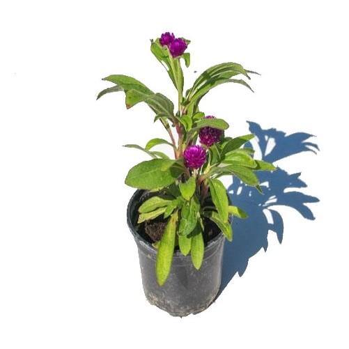 Gompherena Flowers (small) - www.Greenie.ae Buy online Best and Healthy Plants and quality products guarantee in Dubai Plants Shop in Dubai Abu Dhabi all over UAE Plants near me Fresh Plants in Dubai where to buy plants in UAE - Greenie.ae