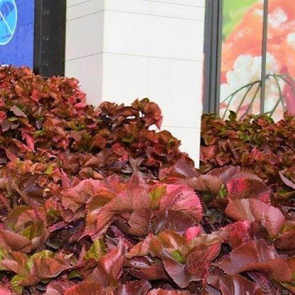 Acalypha wilkesiana, Copper Leaf - www.Greenie.ae Buy online Best and Healthy Plants and quality products guarantee in Dubai Plants Shop in Dubai Abu Dhabi all over UAE Plants near me Fresh Plants in Dubai where to buy plants in UAE - Greenie.ae