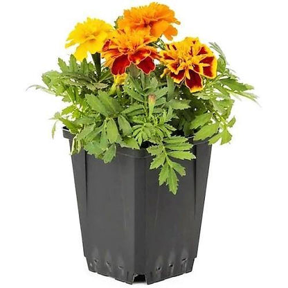 Marigold (small) - www.Greenie.ae Buy online Best and Healthy Plants and quality products guarantee in Dubai Plants Shop in Dubai Abu Dhabi all over UAE Plants near me Fresh Plants in Dubai where to buy plants in UAE - Greenie.ae