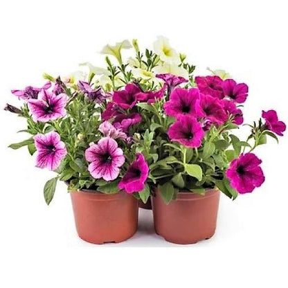 Petunia, Petunias (small) - www.Greenie.ae Buy online Best and Healthy Plants and quality products guarantee in Dubai Plants Shop in Dubai Abu Dhabi all over UAE Plants near me Fresh Plants in Dubai where to buy plants in UAE - Greenie.ae