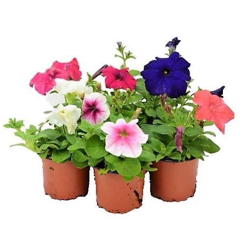 Petunia, Petunias (small) - www.Greenie.ae Buy online Best and Healthy Plants and quality products guarantee in Dubai Plants Shop in Dubai Abu Dhabi all over UAE Plants near me Fresh Plants in Dubai where to buy plants in UAE - Greenie.ae