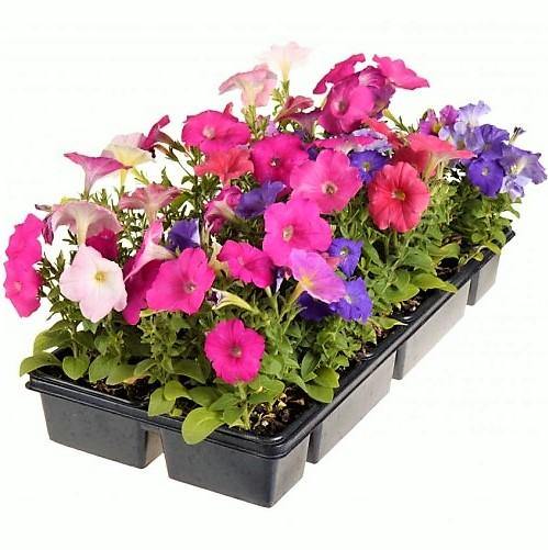 Petunia, Petunias (small) - www.Greenie.ae Buy online Best and Healthy Plants and quality products guarantee in Dubai Plants Shop in Dubai Abu Dhabi all over UAE Plants near me Fresh Plants in Dubai where to buy plants in UAE - Greenie.ae