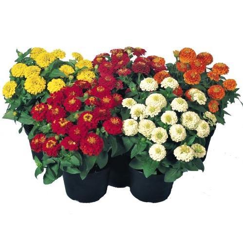 Zinnia Flowers, Zinnia (small) - www.Greenie.ae Buy online Best and Healthy Plants and quality products guarantee in Dubai Plants Shop in Dubai Abu Dhabi all over UAE Plants near me Fresh Plants in Dubai where to buy plants in UAE - Greenie.ae