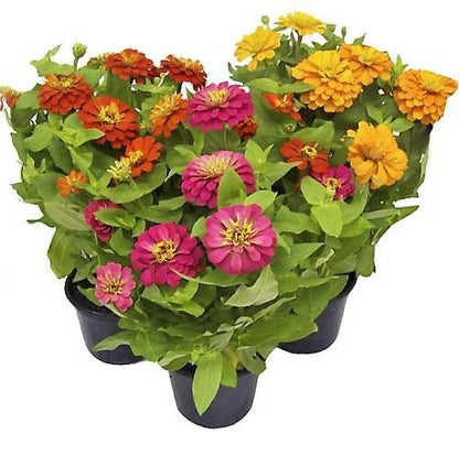 Zinnia Flowers, Zinnia (small) - www.Greenie.ae Buy online Best and Healthy Plants and quality products guarantee in Dubai Plants Shop in Dubai Abu Dhabi all over UAE Plants near me Fresh Plants in Dubai where to buy plants in UAE - Greenie.ae