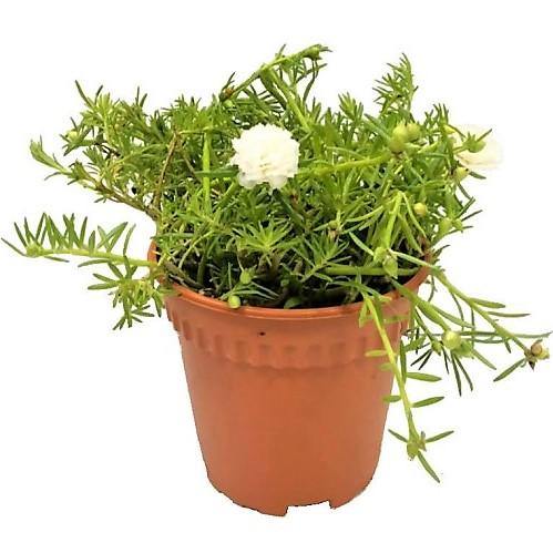 Rose Moss, Portulaca Grandiflora - www.Greenie.ae Buy online Best and Healthy Plants and quality products guarantee in Dubai Plants Shop in Dubai Abu Dhabi all over UAE Plants near me Fresh Plants in Dubai where to buy plants in UAE - Greenie.ae