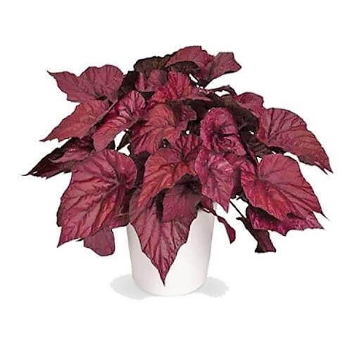 Acalypha wilkesiana, Tri Color - www.Greenie.ae Buy online Best and Healthy Plants and quality products guarantee in Dubai Plants Shop in Dubai Abu Dhabi all over UAE Plants near me Fresh Plants in Dubai where to buy plants in UAE - Greenie.ae