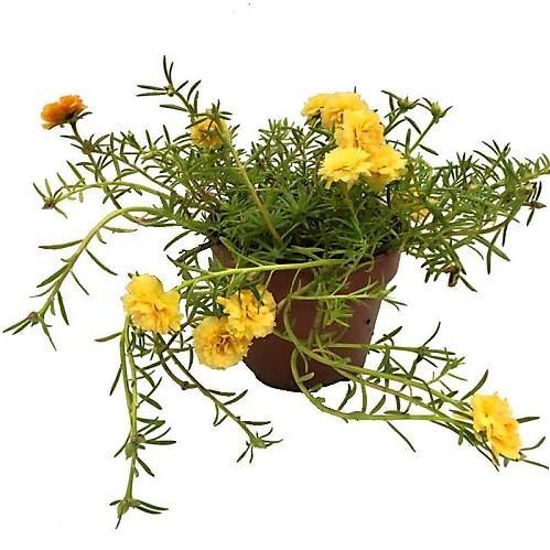 Rose Moss, Portulaca Grandiflora - www.Greenie.ae Buy online Best and Healthy Plants and quality products guarantee in Dubai Plants Shop in Dubai Abu Dhabi all over UAE Plants near me Fresh Plants in Dubai where to buy plants in UAE - Greenie.ae