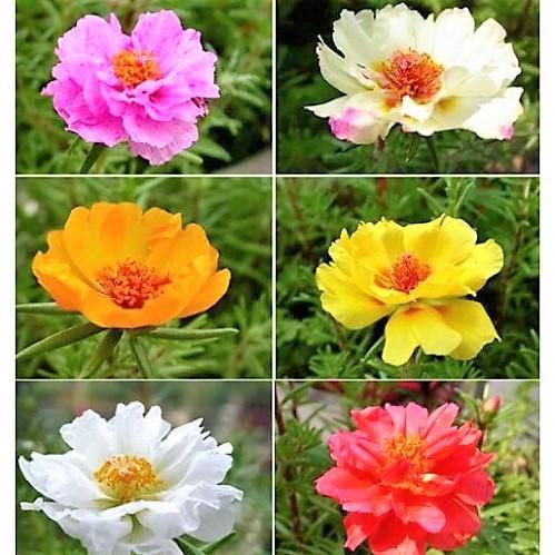 Rose Moss, Portulaca Grandiflora - www.Greenie.ae Buy online Best and Healthy Plants and quality products guarantee in Dubai Plants Shop in Dubai Abu Dhabi all over UAE Plants near me Fresh Plants in Dubai where to buy plants in UAE - Greenie.ae