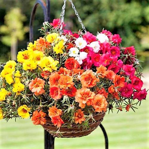 Rose Moss, Portulaca Grandiflora - www.Greenie.ae Buy online Best and Healthy Plants and quality products guarantee in Dubai Plants Shop in Dubai Abu Dhabi all over UAE Plants near me Fresh Plants in Dubai where to buy plants in UAE - Greenie.ae