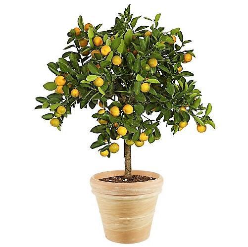 Citrus mitis, Chinese oranges - www.Greenie.ae Buy online Best and Healthy Plants and quality products guarantee in Dubai Plants Shop in Dubai Abu Dhabi all over UAE Plants near me Fresh Plants in Dubai where to buy plants in UAE - Greenie.ae