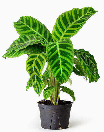 Zebra Plant, Calathea Zebrina - www.Greenie.ae Buy online Best and Healthy Plants and quality products guarantee in Dubai Plants Shop in Dubai Abu Dhabi all over UAE Plants near me Fresh Plants in Dubai where to buy plants in UAE - Greenie.ae