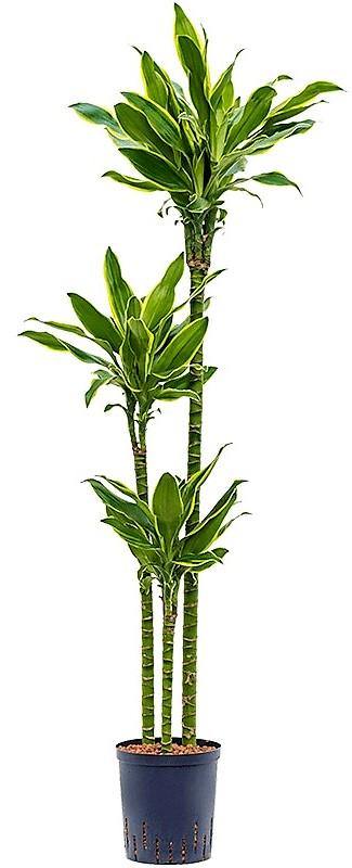 Dracaena Fragrans, Golden Coast - www.Greenie.ae Buy online Best and Healthy Plants and quality products guarantee in Dubai Plants Shop in Dubai Abu Dhabi all over UAE Plants near me Fresh Plants in Dubai where to buy plants in UAE - Greenie.ae