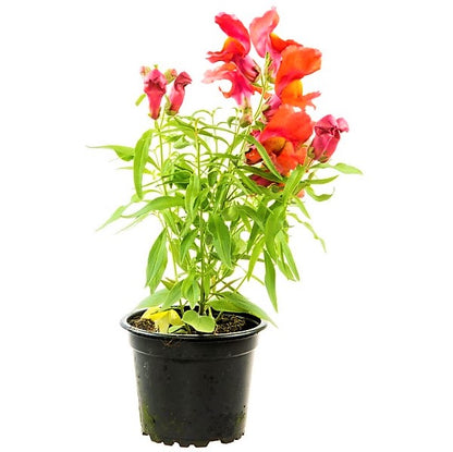 Antirrhium Majus, Snapdragon, Antirrhinum (small) - www.Greenie.ae Buy online Best and Healthy Plants and quality products guarantee in Dubai Plants Shop in Dubai Abu Dhabi all over UAE Plants near me Fresh Plants in Dubai where to buy plants in UAE - Greenie.ae