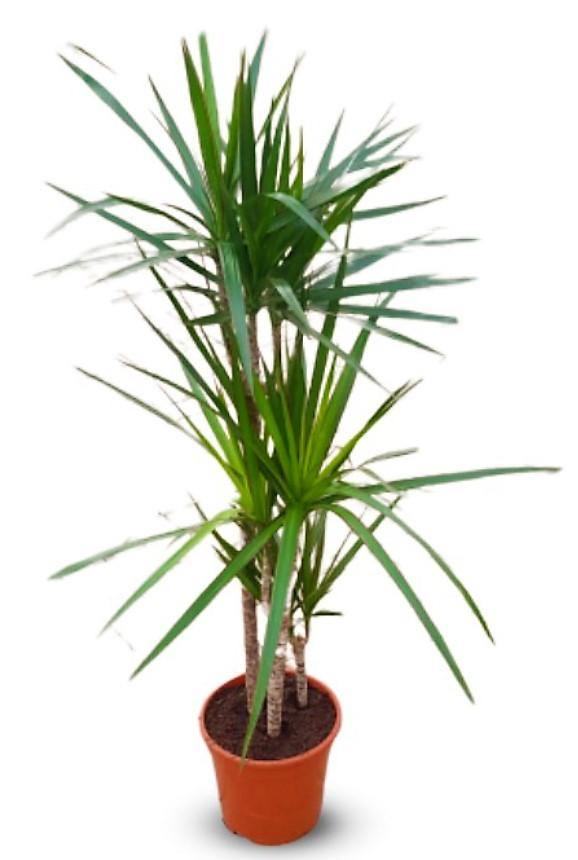 Dracaena Marginata - www.Greenie.ae Buy online Best and Healthy Plants and quality products guarantee in Dubai Plants Shop in Dubai Abu Dhabi all over UAE Plants near me Fresh Plants in Dubai where to buy plants in UAE - Greenie.ae