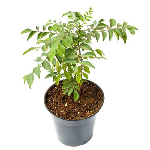 Cestrum nocturnum, Night Queen, Night-blooming jasmine - www.Greenie.ae Buy online Best and Healthy Plants and quality products guarantee in Dubai Plants Shop in Dubai Abu Dhabi all over UAE Plants near me Fresh Plants in Dubai where to buy plants in UAE - Greenie.ae