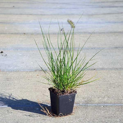 Pennisetum alopecuroides, Chinese fountain grass - www.Greenie.ae Buy online Best and Healthy Plants and quality products guarantee in Dubai Plants Shop in Dubai Abu Dhabi all over UAE Plants near me Fresh Plants in Dubai where to buy plants in UAE - Greenie.ae