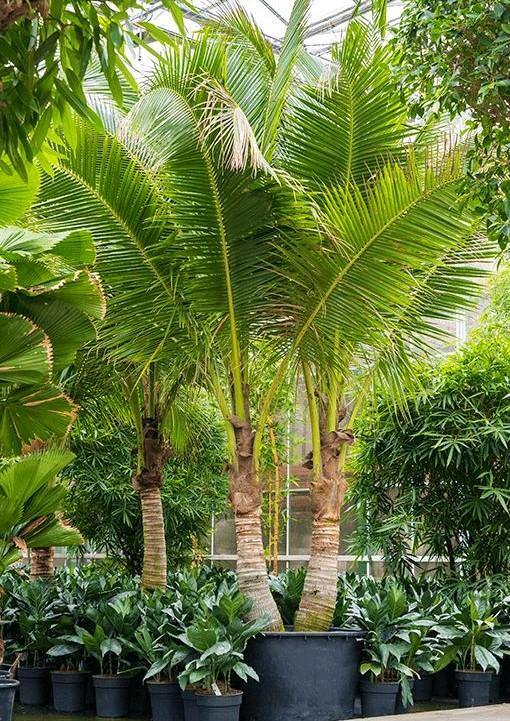 Coconut Palm, Cocos Nucifera - www.Greenie.ae Buy online Best and Healthy Plants and quality products guarantee in Dubai Plants Shop in Dubai Abu Dhabi all over UAE Plants near me Fresh Plants in Dubai where to buy plants in UAE - Greenie.ae