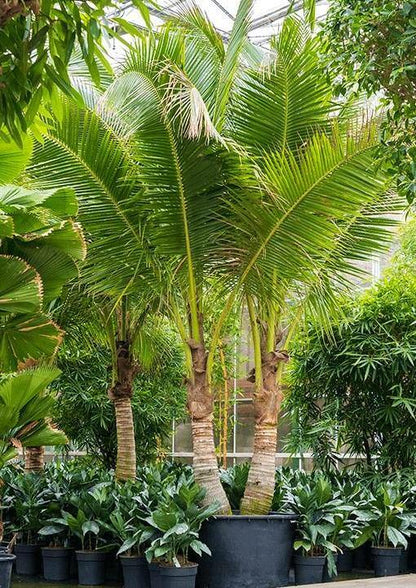 Coconut Palm, Cocos Nucifera - www.Greenie.ae Buy online Best and Healthy Plants and quality products guarantee in Dubai Plants Shop in Dubai Abu Dhabi all over UAE Plants near me Fresh Plants in Dubai where to buy plants in UAE - Greenie.ae