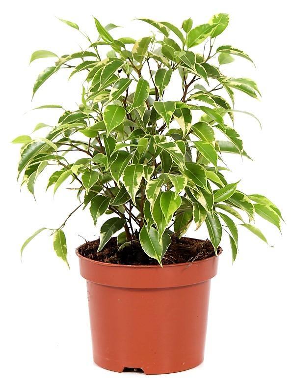 Ficus Benjamina, Kinky - www.Greenie.ae Buy online Best and Healthy Plants and quality products guarantee in Dubai Plants Shop in Dubai Abu Dhabi all over UAE Plants near me Fresh Plants in Dubai where to buy plants in UAE - Greenie.ae