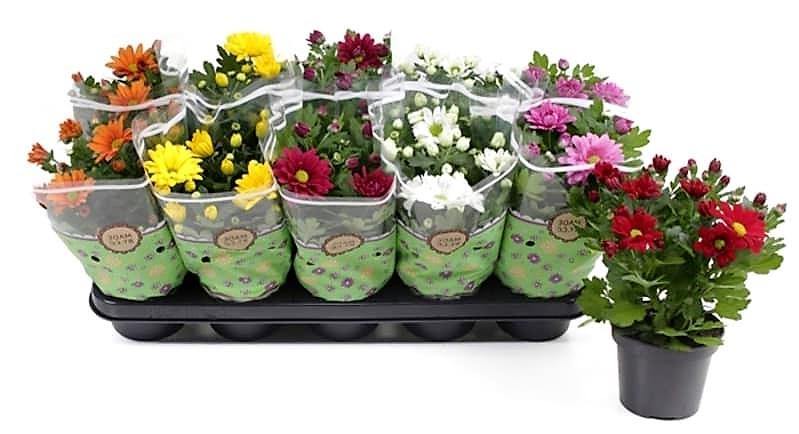 Chrysanthemum mix assorted - www.Greenie.ae Buy online Best and Healthy Plants and quality products guarantee in Dubai Plants Shop in Dubai Abu Dhabi all over UAE Plants near me Fresh Plants in Dubai where to buy plants in UAE - Greenie.ae