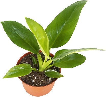 Philodendron Imperial Green - www.Greenie.ae Buy online Best and Healthy Plants and quality products guarantee in Dubai Plants Shop in Dubai Abu Dhabi all over UAE Plants near me Fresh Plants in Dubai where to buy plants in UAE - Greenie.ae