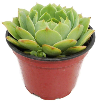 Echeveria succulent - www.Greenie.ae Buy online Best and Healthy Plants and quality products guarantee in Dubai Plants Shop in Dubai Abu Dhabi all over UAE Plants near me Fresh Plants in Dubai where to buy plants in UAE - Greenie.ae